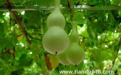 葫蘆是不是不能掛一對(duì)（家里最多掛幾個(gè)葫蘆）