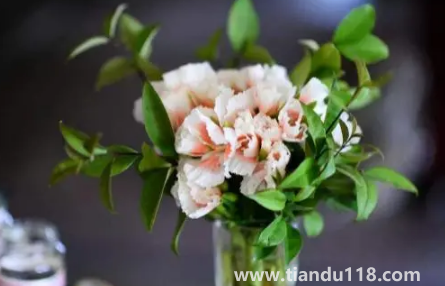 網上買的鮮花先去葉子還是先醒花(醒花時哪些是要注意的)(圖2) 網上買的鮮花先去葉子還是先醒花2