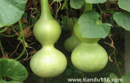 屬豬的能帶葫蘆嗎(家里最多掛幾個葫蘆)(圖2) 屬豬的能帶葫蘆嗎2