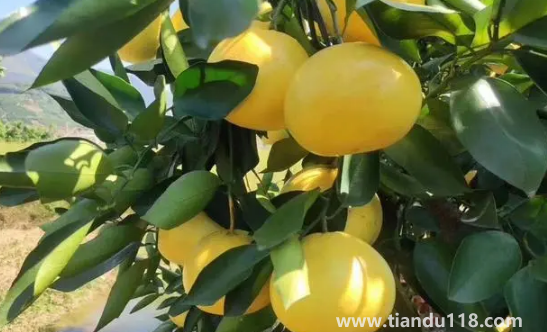 葡萄柚是不是很酸(葡萄柚太酸是不是壞了)(圖2) 葡萄柚是不是很酸2