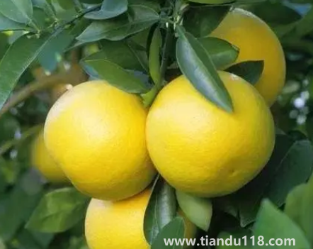 葡萄柚酸放幾天會不會甜(吃葡萄柚的注意事項)(圖2) 葡萄柚酸放幾天會不會甜2