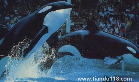 虎鯨的壽命有多長(虎鯨的智商有多高)(圖3) 虎鯨的壽命有多長3