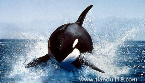 虎鯨的壽命有多長(zhǎng)（虎鯨的智商有多高）