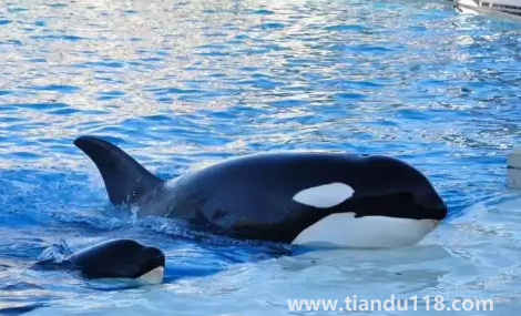 虎鯨到底是海豚還是鯨魚(虎鯨有多重多少噸)(圖1) 虎鯨到底是海豚還是鯨魚1