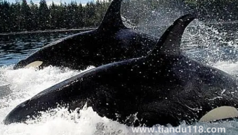 虎鯨表演對虎鯨的傷害2