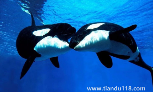 虎鯨為什么對人類友好最科學最權威解釋（人一般掉進海里虎鯨會救嗎）