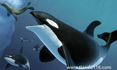 虎鯨為什么對人類友好最科學最權威解釋(人一般掉進海里虎鯨會救嗎)(圖2) 虎鯨為什么對人類友好最科學最權威解釋2