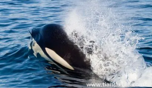 虎鯨為什么對人類友好最科學最權威解釋(人一般掉進海里虎鯨會救嗎)(圖3) 虎鯨為什么對人類友好最科學最權威解釋3