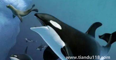 虎鯨15歲智商真的假的(虎鯨和鯨魚的區(qū)別)(圖3) 虎鯨15歲智商真的假的3