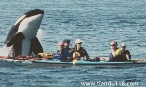 虎鯨會覺得人類可愛嗎(虎鯨為什么這么喜歡人類)(圖3) 虎鯨會覺得人類可愛嗎3
