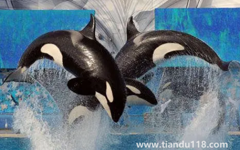 虎鯨現(xiàn)在全世界還剩幾只（中國海域有虎鯨嗎）