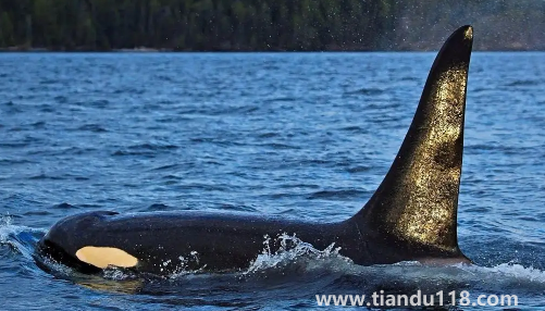 虎鯨多久要浮出水面呼吸3