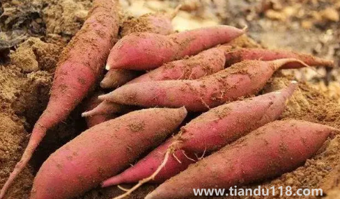 空氣炸鍋烤煙薯為什么沒流油（空氣炸鍋烤紅薯要多少溫度和時間）