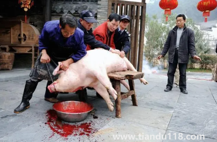 2023年臘月初一殺豬好不好(哪些地方有殺年豬的習俗)(圖2) 2023年臘月初一殺豬好不好2