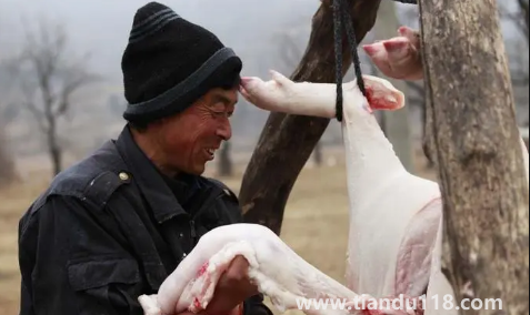 2023臘月哪天適合殺豬(臘月殺豬哪些是要注意的)(圖2) 2023臘月哪天適合殺豬2