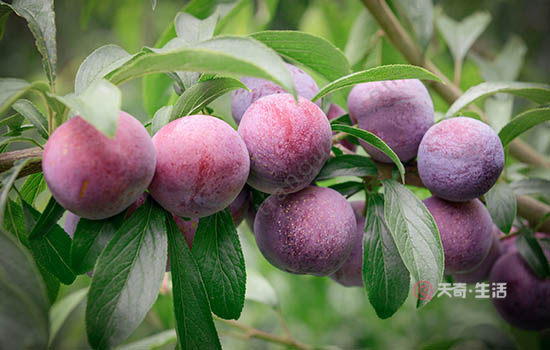 嘉興有哪些特色水果 浙江嘉興特產(chǎn)(圖3) 嘉興有哪些特色水果